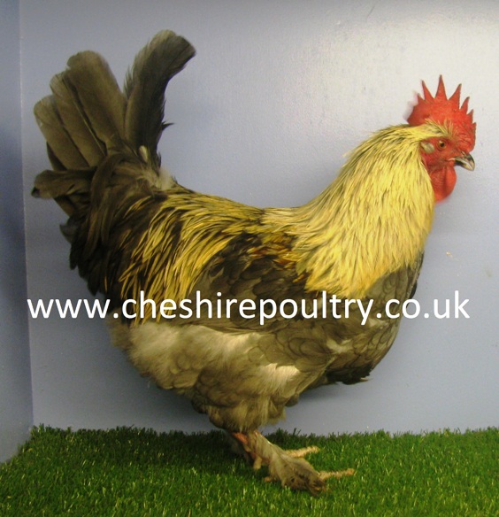 French Silver Blue Marans (Large Fowl)