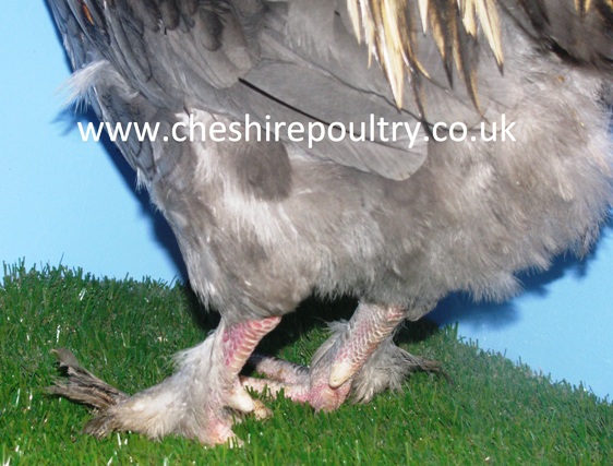 French Silver Blue Marans (Large Fowl) [4]