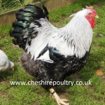 Silver Pencilled Wyandotte (Large Fowl)