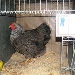 Silver Pencilled Wyandotte (Large Fowl) [2]