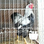 Silver Pencilled Wyandotte (Large Fowl) [4]