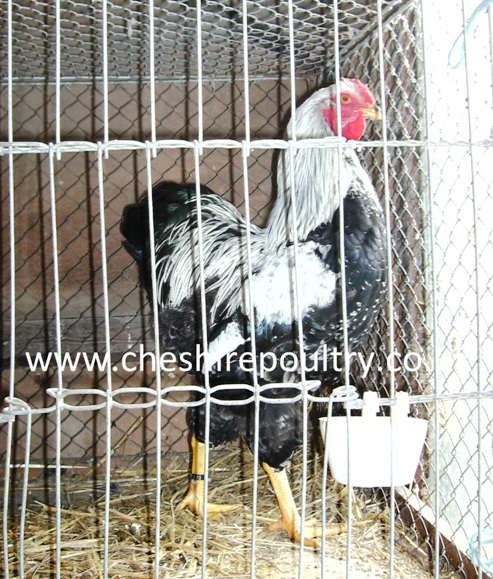 Silver Pencilled Wyandotte (Large Fowl) [4]