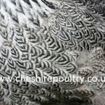 Silver Pencilled Wyandotte (Large Fowl) [5]