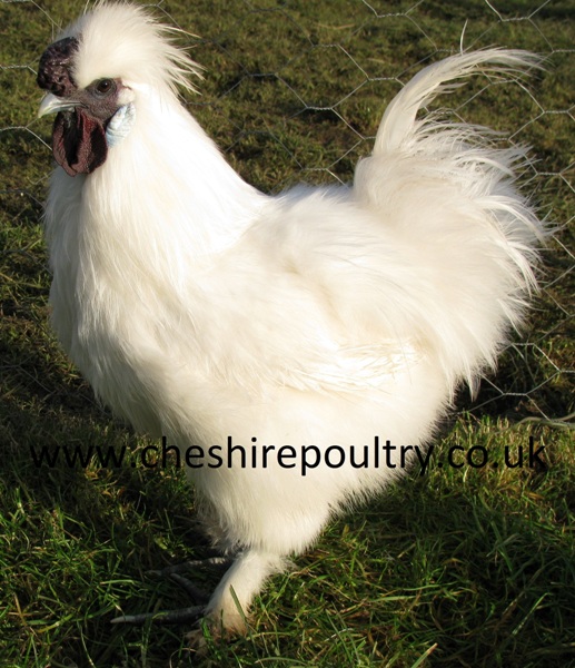 White Silkie (Large Fowl)
