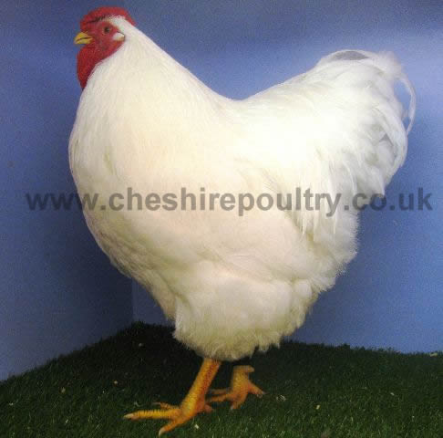 White Wyandotte (Pure) Large Fowl [4]
