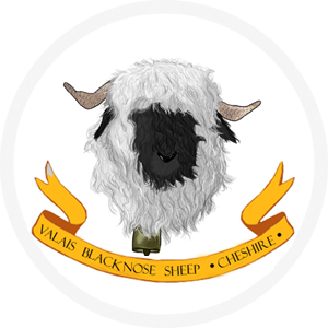 Valais Blacknoise Sheep Cheshire