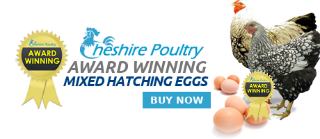 Buy Quality Hatching Eggs from Cheshire Poultry