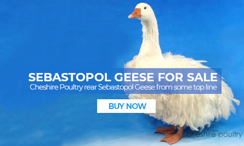 Sebastopol Geese for sale