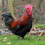 Black Copper Cock