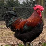 Black Copper Cock