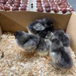 Blue Copper Maran day old chicks