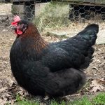 French Copper Black Maran