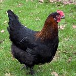 French Copper Black Maran