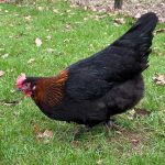French Copper Black Maran