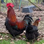 French Copper Black Maran