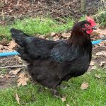 French Copper Black Maran