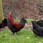 French Copper Black Maran