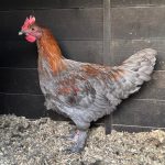 Young Blue Copper Maran Cockerel