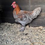 Young Blue Copper Maran Cockerel